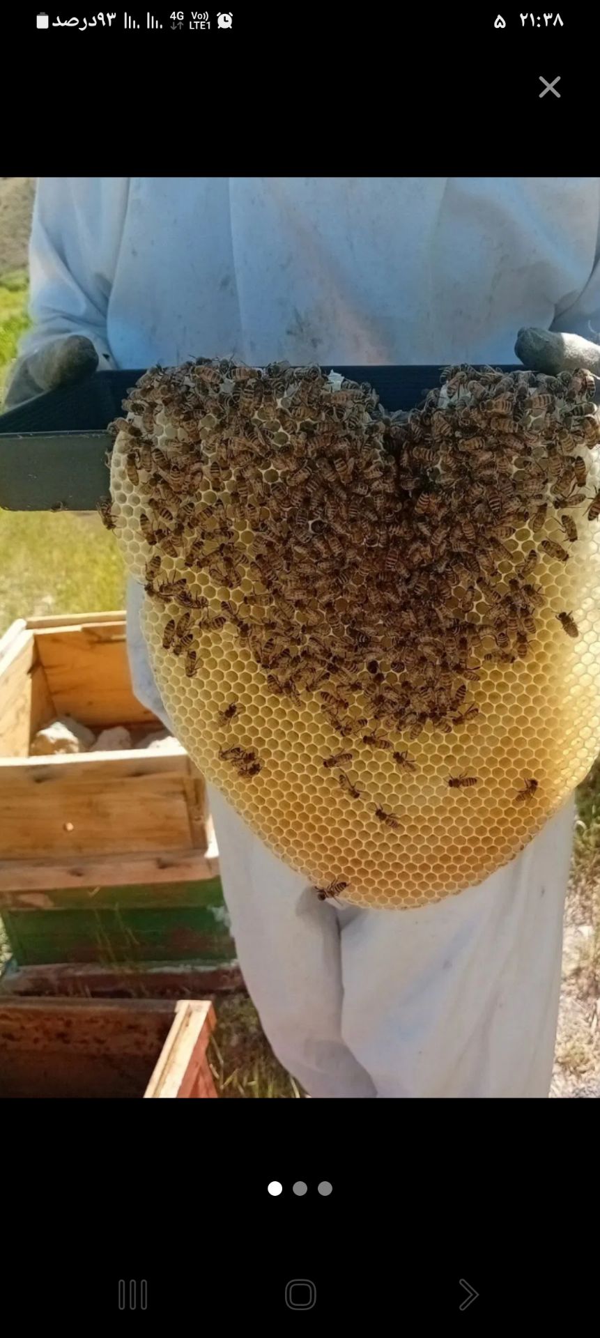 گالری عسل طبیعی کوهستان 🐝🍯