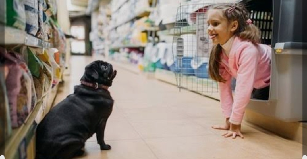 گالری کلینیک دامپزشکی و پت شاپ حامی