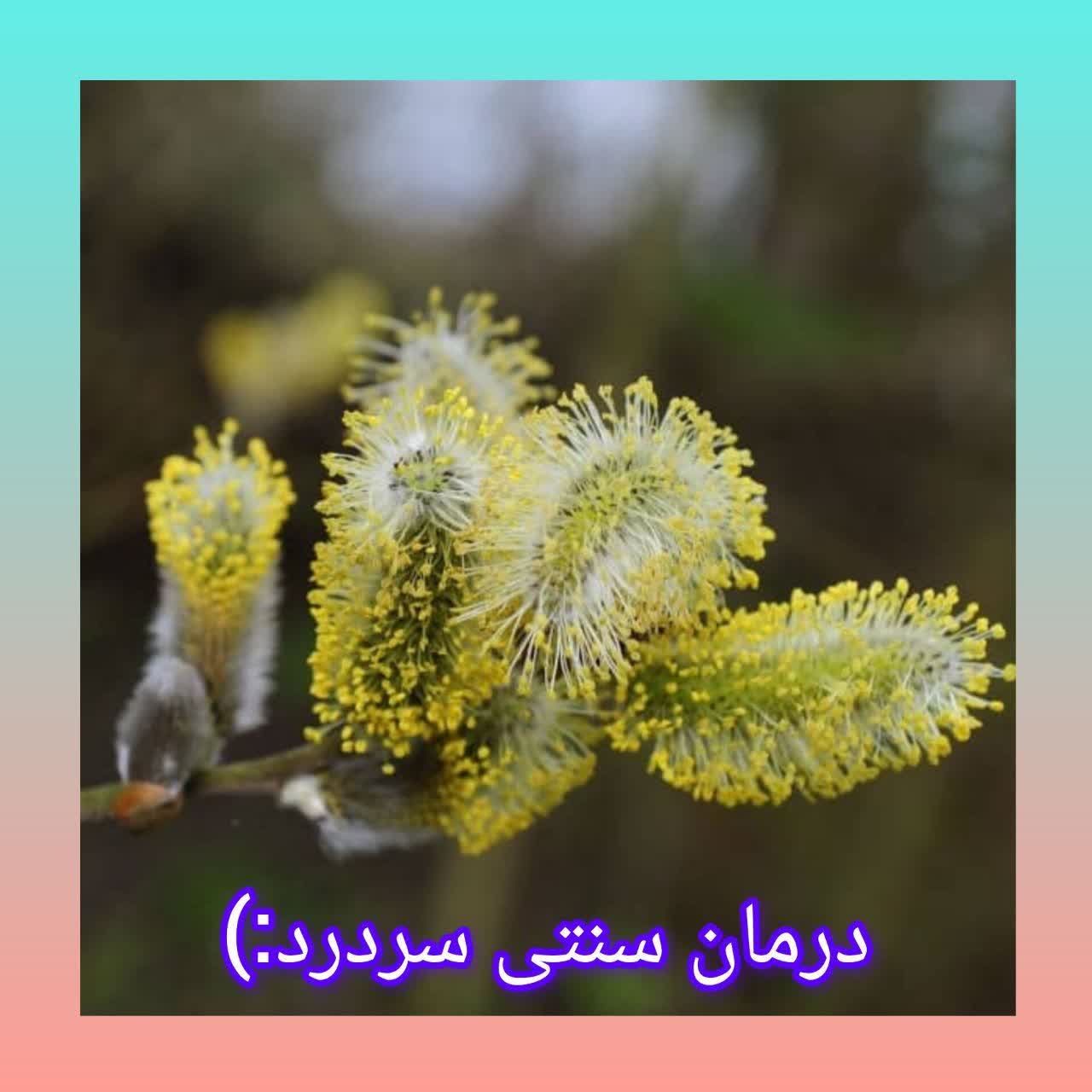 عطاری محسن