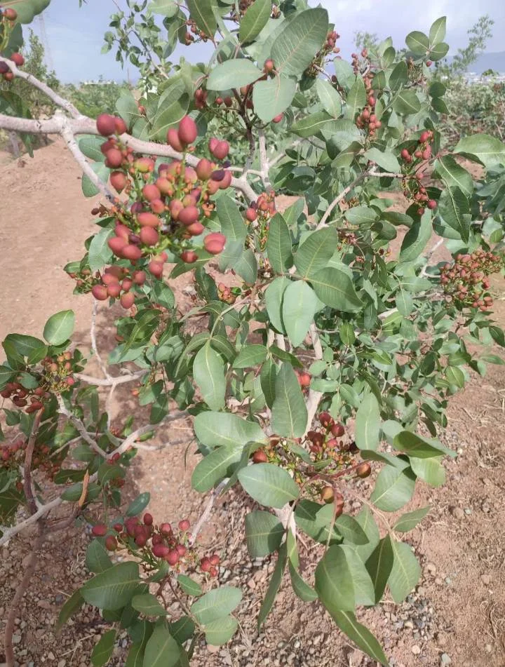 گالری باغ پسته رادوین