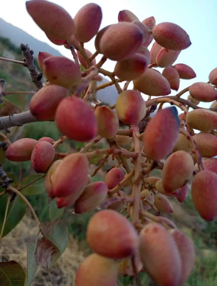 گالری باغ پسته رادوین