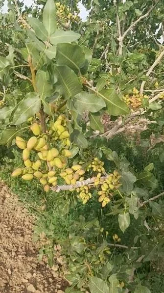 گالری باغ پسته رادوین