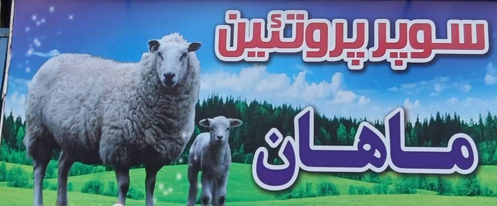 سوپر پروتئین ماهان